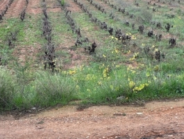 ΑΡΤΕΜΙΔΑ ΟΙΚΟΠΕΔΟ 1450ΤΜ