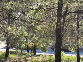 ΔΙΩΝΗ ΟΙΚΟΠΕΔΟ 500ΤΜ