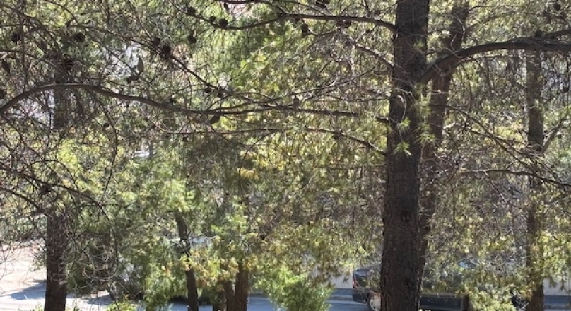 ΔΙΩΝΗ ΟΙΚΟΠΕΔΟ 500ΤΜ